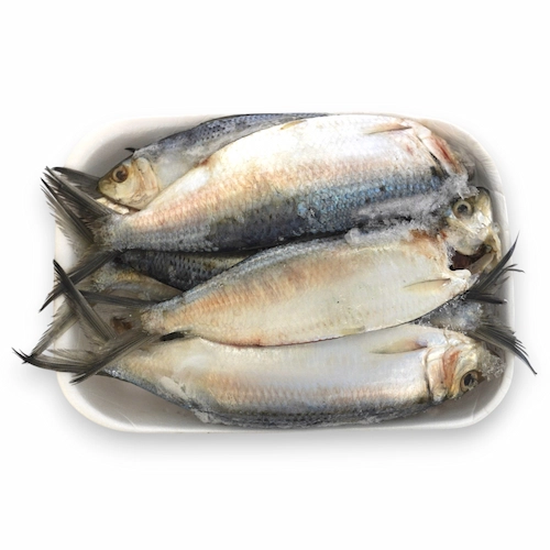Sardina Criolla Cong. Lb